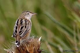 Image result for Cisticola juncidis