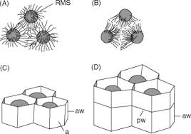 Attēlu rezultāti vaicājumam “Licea minima sessile”