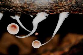 Attēlu rezultāti vaicājumam “Mycena purpureofusca”