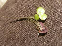 Attēlu rezultāti vaicājumam “Spirodela polyrhiza”