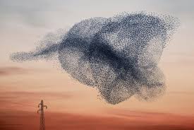 Image result for Alain Delorme