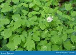 Attēlu rezultāti vaicājumam “Actaea spicata”