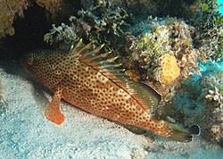 Image result for Epinephelus guttatus