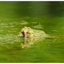 Attēlu rezultāti vaicājumam “Pelophylax adult”
