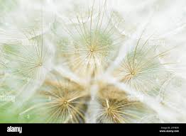 Attēlu rezultāti vaicājumam “Tragopogon pratensis subsp. pratensis fruit”