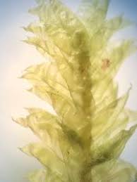 Attēlu rezultāti vaicājumam “Neckera pennata”