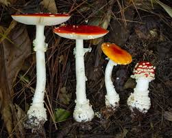 Attēlu rezultāti vaicājumam “Amanita”