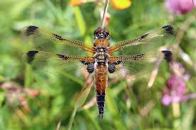 Attēlu rezultāti vaicājumam “Libellula quadrimaculata exuvia”