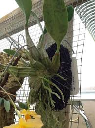 Attēlu rezultāti vaicājumam “Didymium aggregatum”