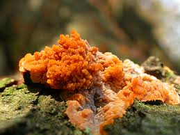 Attēlu rezultāti vaicājumam “Phlebia radiata”