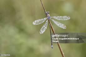 Attēlu rezultāti vaicājumam “Lestes virens female”