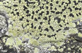 Attēlu rezultāti vaicājumam “Rhizocarpon geographicum”