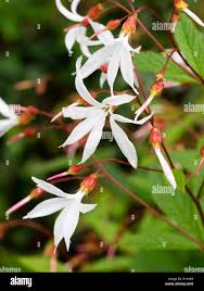 Attēlu rezultāti vaicājumam “Gillenia trifoliata flower”