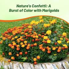 Attēlu rezultāti vaicājumam “Tagetes flower”