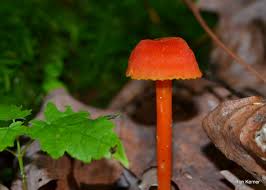 Attēlu rezultāti vaicājumam “Hygrocybe cantharellus”