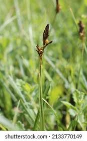 Attēlu rezultāti vaicājumam “Carex caryophyllea”