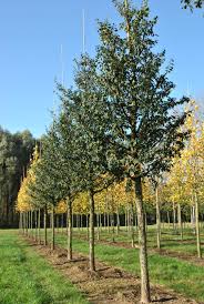 Attēlu rezultāti vaicājumam “Ulmus minor”