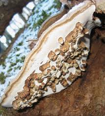 Attēlu rezultāti vaicājumam “Agathomyia wankowiczii”