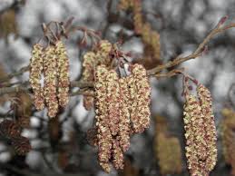 Attēlu rezultāti vaicājumam “Alnus glutinosa flower”