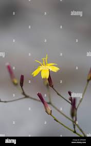 Attēlu rezultāti vaicājumam “Mycelis muralis bud”