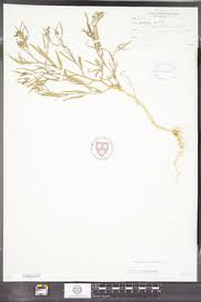 Attēlu rezultāti vaicājumam “Atriplex littoralis fruit”