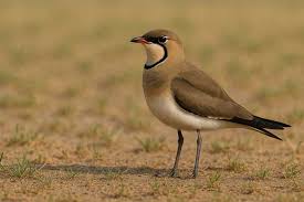 Image result for Glareola pratincola