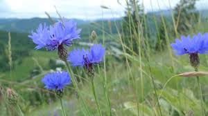 Image result for Centaurea cyanus