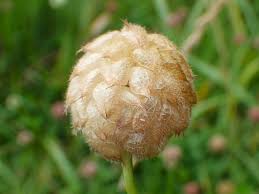 Attēlu rezultāti vaicājumam “Trifolium fragiferum fruit”