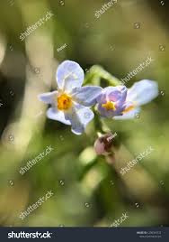 Attēlu rezultāti vaicājumam “Myosotis laxa subsp. baltica leaf”