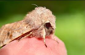 Attēlu rezultāti vaicājumam “Orthosia miniosa imago”