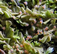 Attēlu rezultāti vaicājumam “Octospora splachnophila spores”