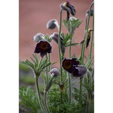 Attēlu rezultāti vaicājumam “Pulsatilla pratensis bud”