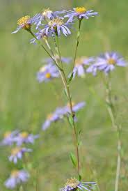 Image result for Aster amellus