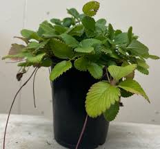 Attēlu rezultāti vaicājumam “Fragaria moschata”