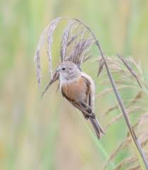 Image result for Remiz pendulinus