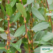 Attēlu rezultāti vaicājumam “Salix caprea leaf”