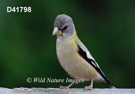 Image result for Hesperiphona vespertina