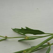 Attēlu rezultāti vaicājumam “Atriplex littoralis leaf”