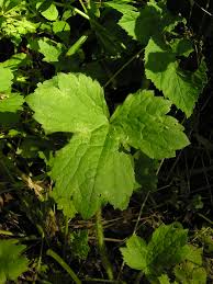 Attēlu rezultāti vaicājumam “Ranunculus lanuginosus”
