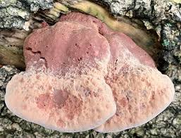 Attēlu rezultāti vaicājumam “Hapalopilus nidulans”