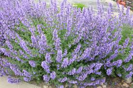 Attēlu rezultāti vaicājumam “Nepeta x faassenii flower”