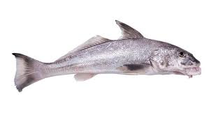 Image result for Micropogonias undulatus