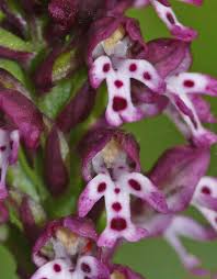 Attēlu rezultāti vaicājumam “Orchis ustulata”