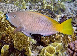 Image result for Scarus ferrugineus