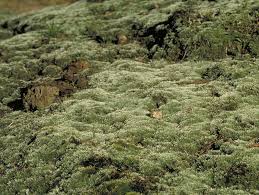 Attēlu rezultāti vaicājumam “Bryum argenteum”