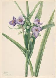 Attēlu rezultāti vaicājumam “Tradescantia virginiana”