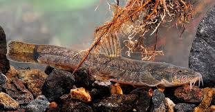 Attēlu rezultāti vaicājumam “Barbatula barbatula”