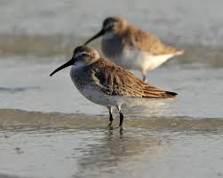 Attēlu rezultāti vaicājumam “Calidris alpina”