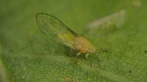 Attēlu rezultāti vaicājumam “Trioza dispar”