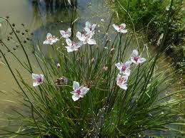 Attēlu rezultāti vaicājumam “Butomus umbellatus bud”